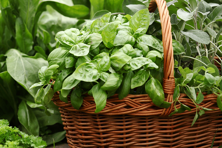 The Health Benefits of Herbs And How Best To Eat Them! Medshield